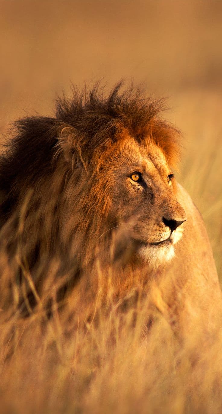 Majestic lion in golden savanna